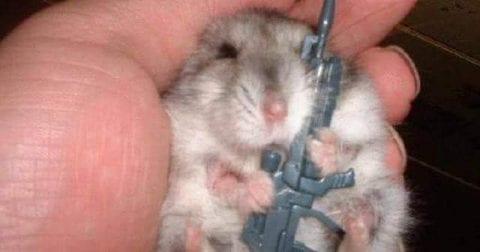 Regierung rät zu Hamsterkäufen
